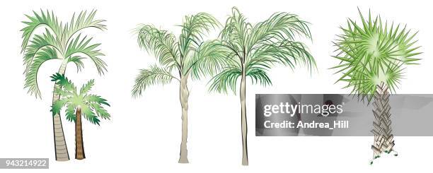 set of vector palm trees - date palm tree stock illustrations