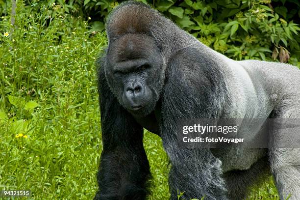 adult gorilla - silverback gorilla stock pictures, royalty-free photos & images