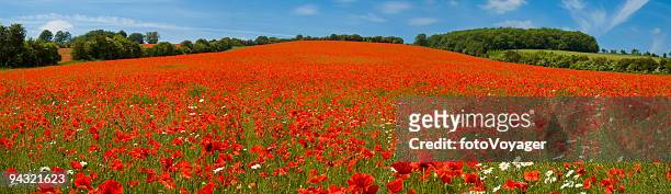 bright red flower meadow - poppies stockfoto's en -beelden