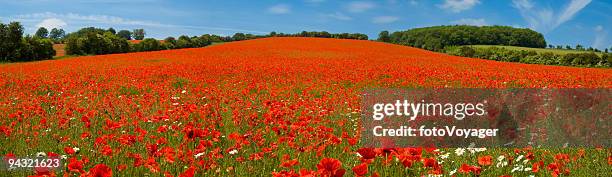 bright red flower meadow - poppies stock pictures, royalty-free photos & images