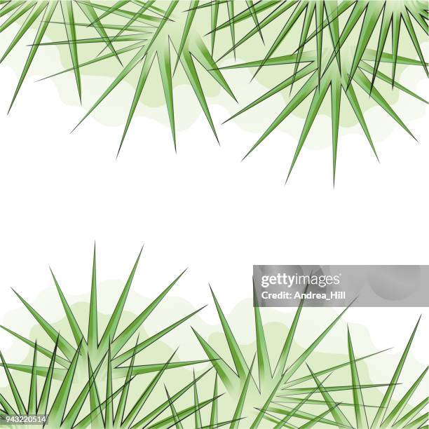 tropischen design-vorlage oder grenze mit palmblättern tre - chinesische hanfpalme stock-grafiken, -clipart, -cartoons und -symbole