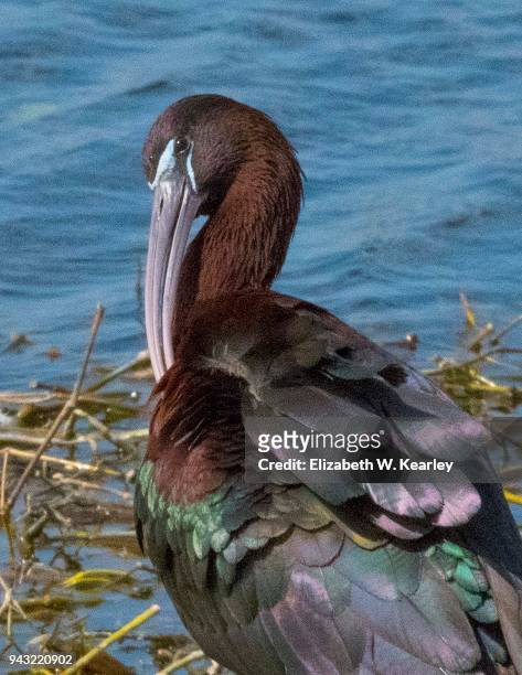 preening glossy ibis - glossy ibis stock pictures, royalty-free photos & images