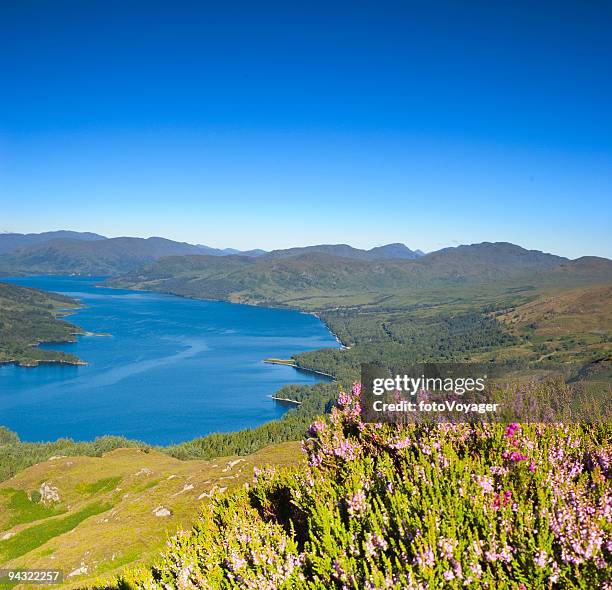 heather on mountain top - the trossachs stock pictures, royalty-free photos & images