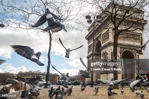 pigeons taking off in front of the arc de triomphe - flapping wings stock pictures, royalty-free photos & images
