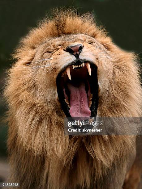 big lion showing who is the king - djurmun bildbanksfoton och bilder