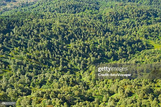 forest background - boreal forest stock pictures, royalty-free photos & images