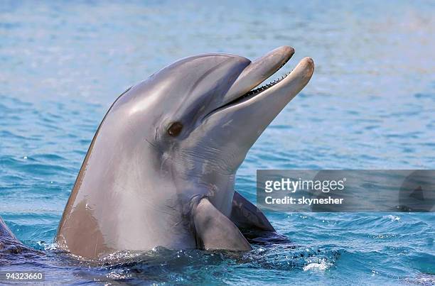 dolphin lächeln - dolphin stock-fotos und bilder