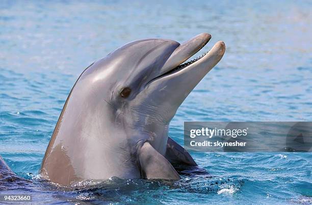 dolphin smiling - dolfijn stockfoto's en -beelden