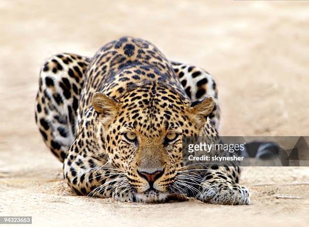 leopard bereit für den angriff - panther schwarz stock-fotos und bilder