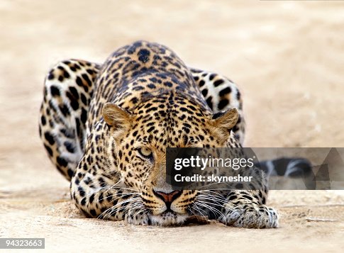 Leopard ready for attack Leopard ready for attack