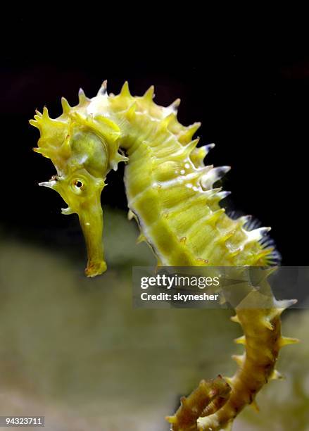 horse sea - yellow seahorse stock pictures, royalty-free photos & images