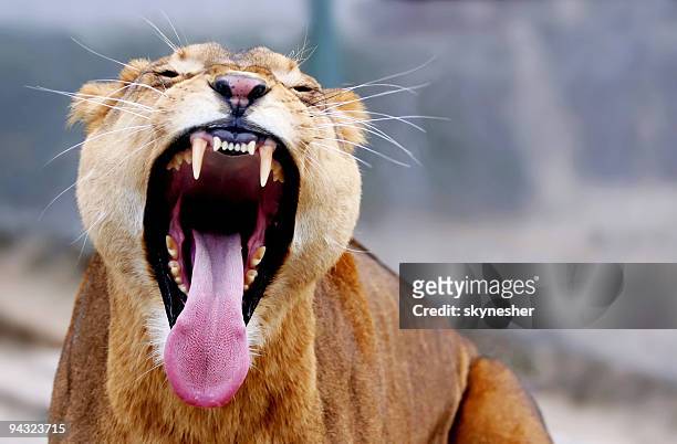 lioness yawning - animal teeth stockfoto's en -beelden