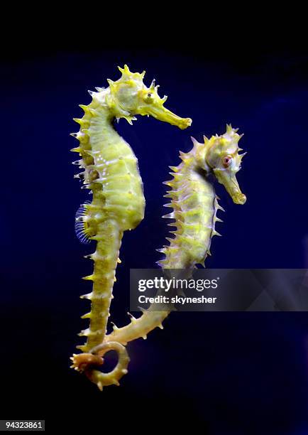 dois cavalos mar - fish love imagens e fotografias de stock