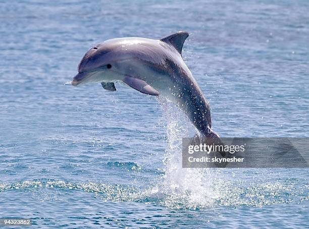 delfini saltare fuori dall'acqua di mare - delfino foto e immagini stock