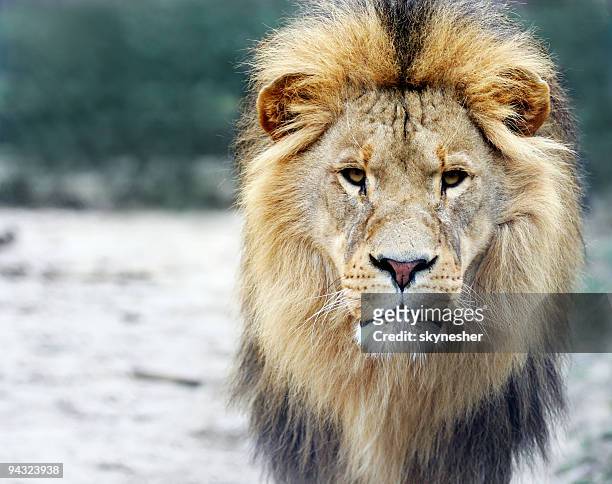 portrait of a big male lion - animal head stock pictures, royalty-free photos & images
