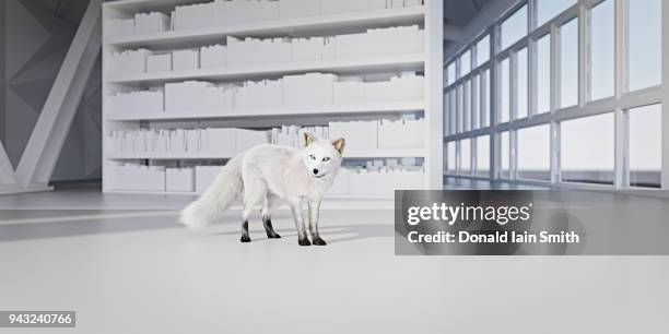 snow fox in white library - from the archives space age style stock pictures, royalty-free photos & images