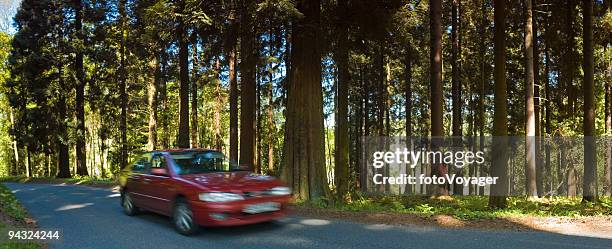 zooming through forest - swerving stock pictures, royalty-free photos & images