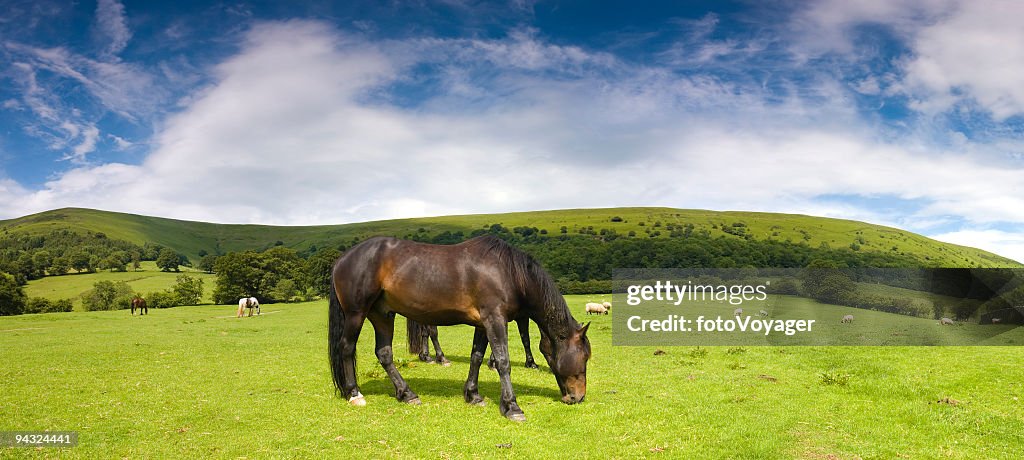 Glossy horse in picturesque pasture