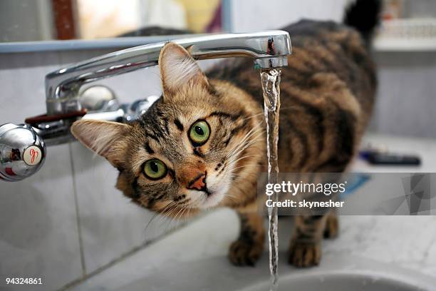 cat drinking water - cat drinking water stock pictures, royalty-free photos & images