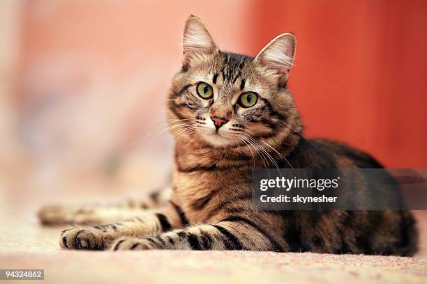 cute cat laying down - cat lying down stock pictures, royalty-free photos & images