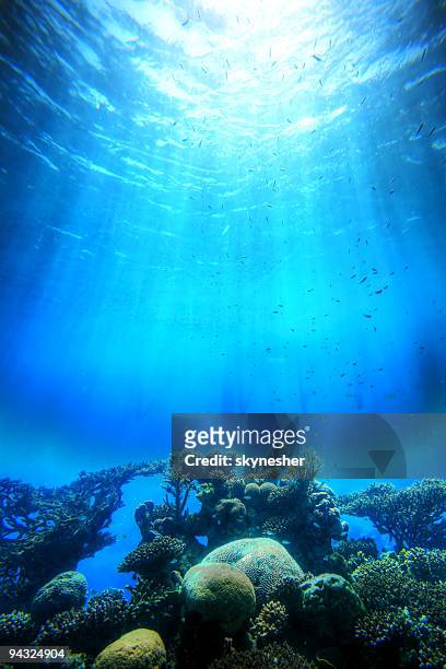 falling light to the corals - reef bildbanksfoton och bilder