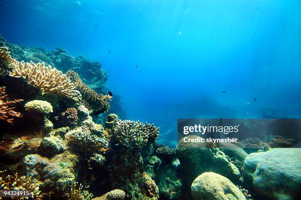 corals deep in the sea - lowest stockfoto's en -beelden