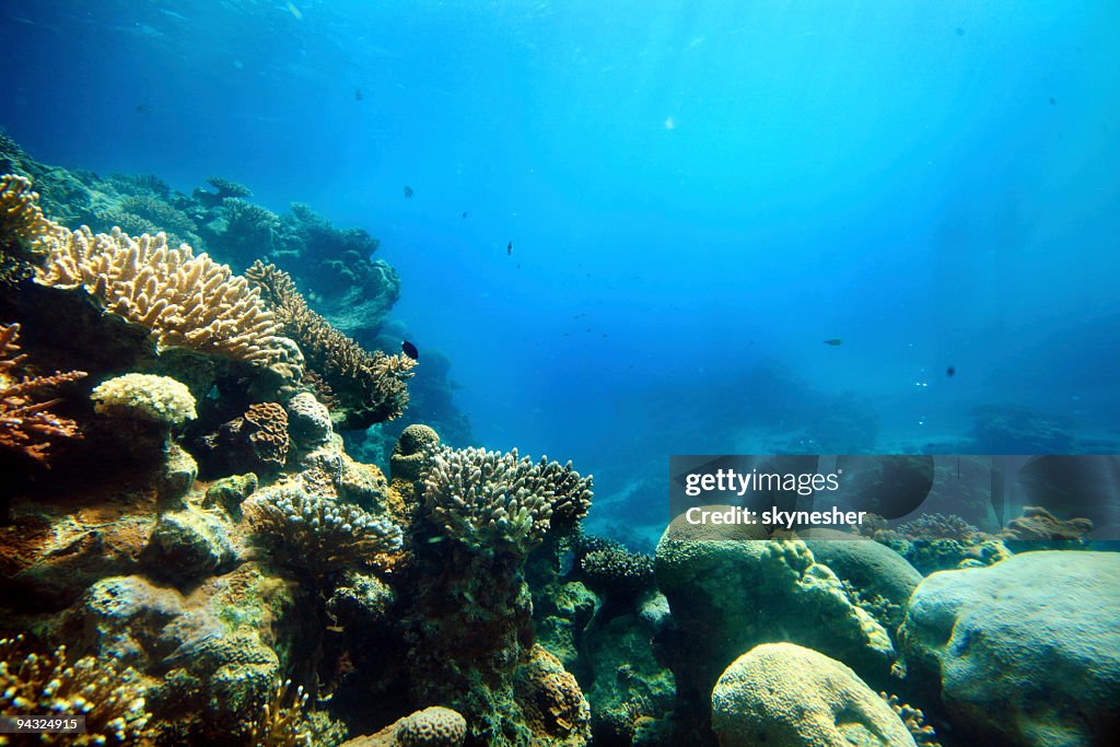 Corals deep in the sea