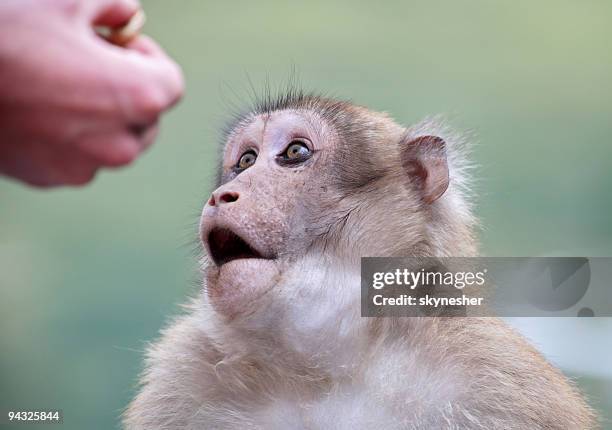 wild monkey looking at human hand - macaque stock pictures, royalty-free photos & images