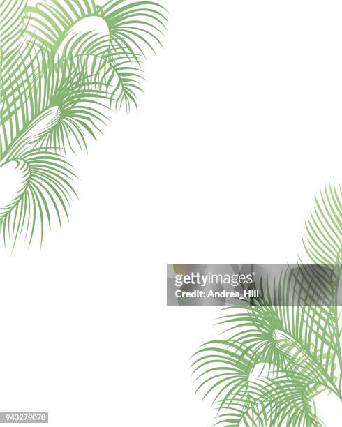 stockillustraties, clipart, cartoons en iconen met tropische ontwerpsjabloon of grens met palmbladeren - waaierpalm