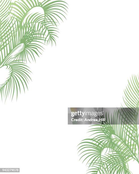 ilustrações de stock, clip art, desenhos animados e ícones de tropical design template or border with palm leaves - palmeto