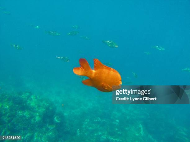 a beautiful bright orange fish swims underwater off catalina  island in pacific ocean - coral hind stock pictures, royalty-free photos & images