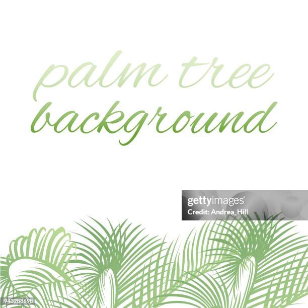 tropischen design-vorlage oder grenze mit palmblättern - chinesische hanfpalme stock-grafiken, -clipart, -cartoons und -symbole