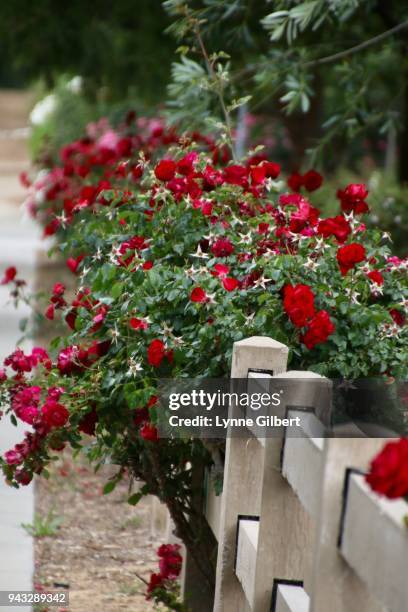 Atum Red Roses Autumn Roses Photos and Premium High Res Pictures - Getty Images