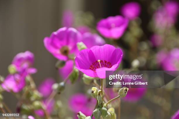 purple blooming flowers with long stems from succulents - long stem flowers - fotografias e filmes do acervo