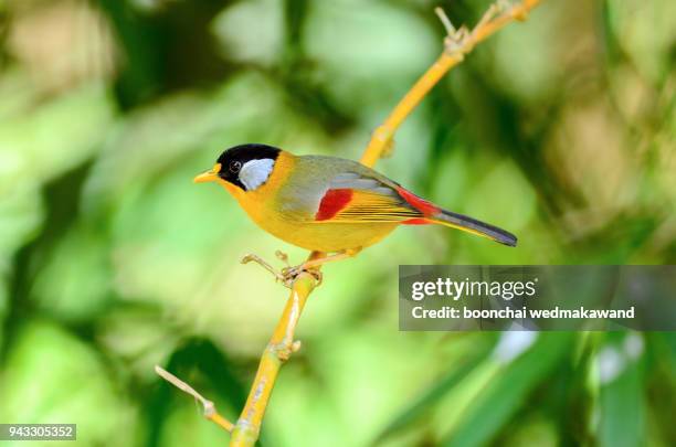silver-eared mesia (leiothrix argentauris) perch on branch in nature habitat. is a species of bird from south east asia. - yellow perch - fotografias e filmes do acervo