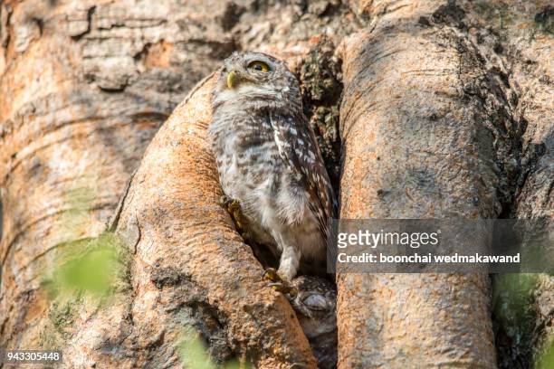 bird, spotted owlet,athene brama in the nature of wanakron national park, thailand - brama stock pictures, royalty-free photos & images