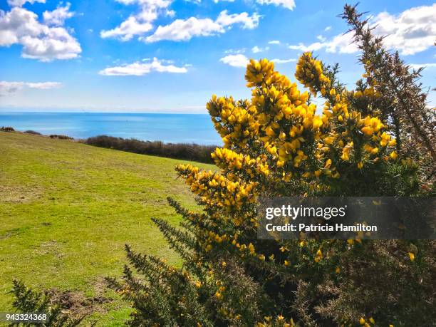 gorse in bloom - fairlight stock pictures, royalty-free photos & images
