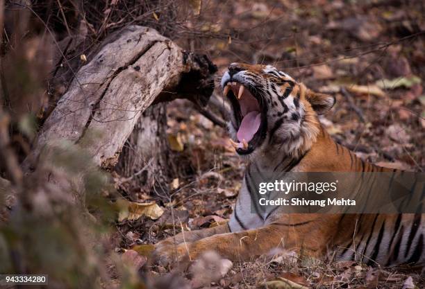 portrait of wild tiger in india - sawai madhopur stock pictures, royalty-free photos & images