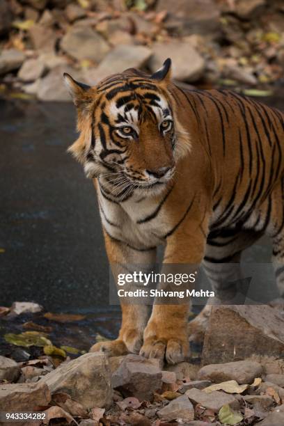 portrait of wild tiger in india - sawai madhopur stock pictures, royalty-free photos & images