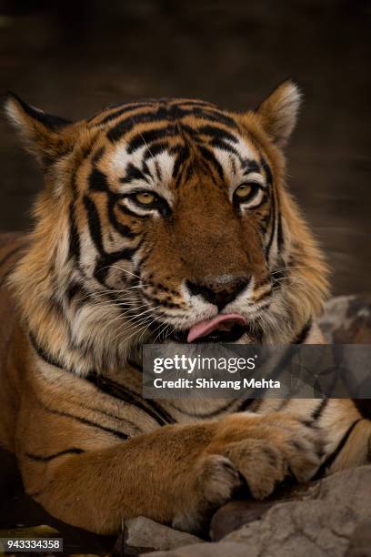 portrait of wild tiger in india - sawai madhopur stock pictures, royalty-free photos & images