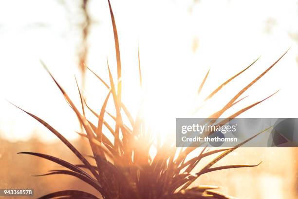 growing cactus during morning light - monochrome 700063863 stock pictures, royalty-free photos & images