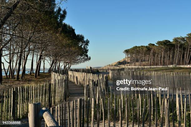 alignment of wooden pickets on a beach near arcachon - pine woodland stockfoto's en -beelden