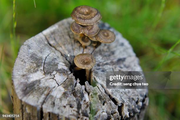 Ring Tree Mold Process 287 Tree Stump Rings Stock Photos, High-Res Pictures, and Images ...
