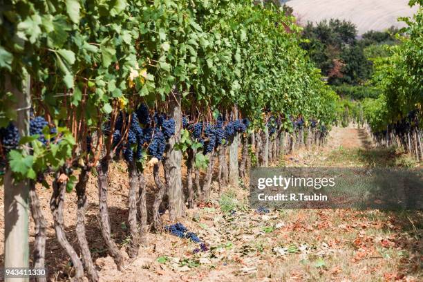 ripening grape clusters - wax fruit stock pictures, royalty-free photos & images