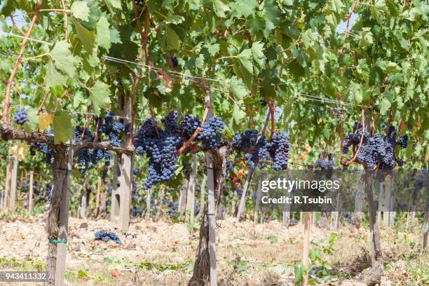 ripening grape clusters - wax fruit stock pictures, royalty-free photos & images