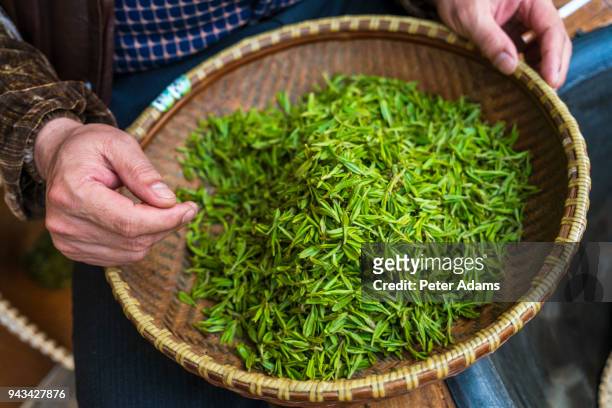 green tea leaves being sorted by hand shanghai, china - green tea leaves foto e immagini stock