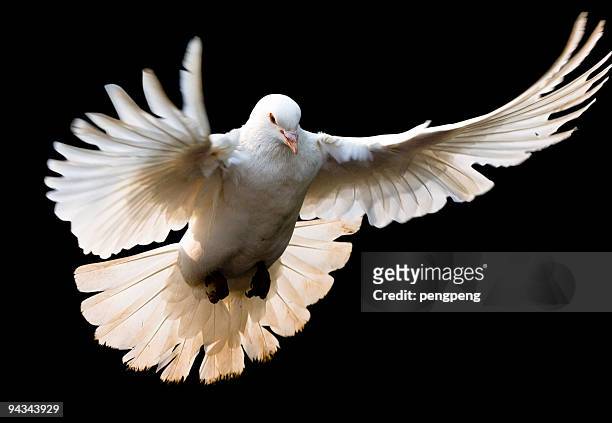 fly dove mit clipping path - white pigeon stock-fotos und bilder