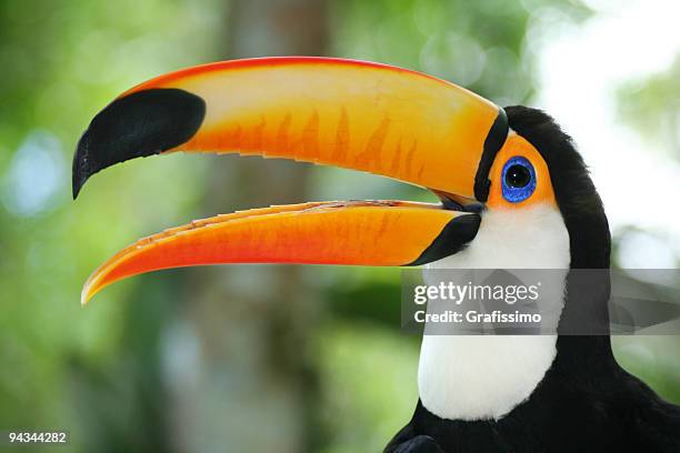head of a toucan - toucan stock pictures, royalty-free photos & images