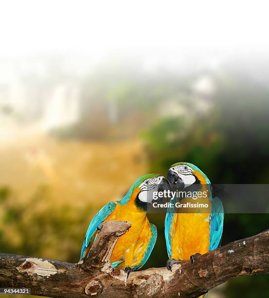 amoroso papagaios na selva - arara de asa verde imagens e fotografias de stock