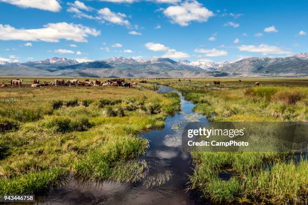 bridgeport tal rinder - american ranch landscape stock-fotos und bilder